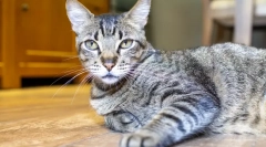 Бразилецот shorthair cat